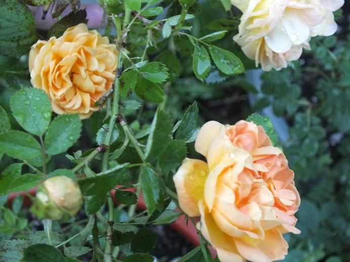  photo soleildor4_zps540fff1a.jpg